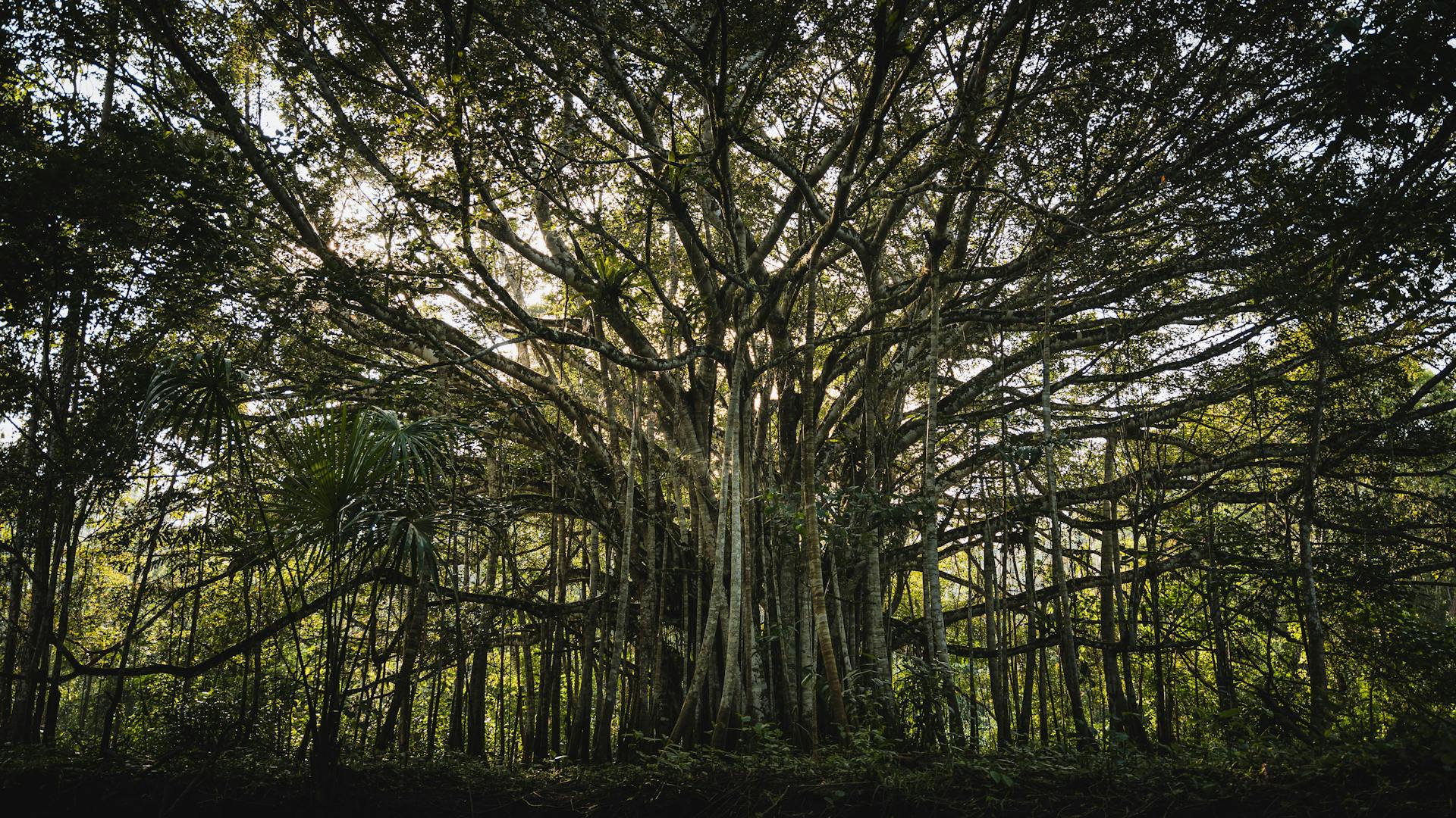 Banyan tree.